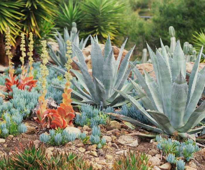 Agave grow