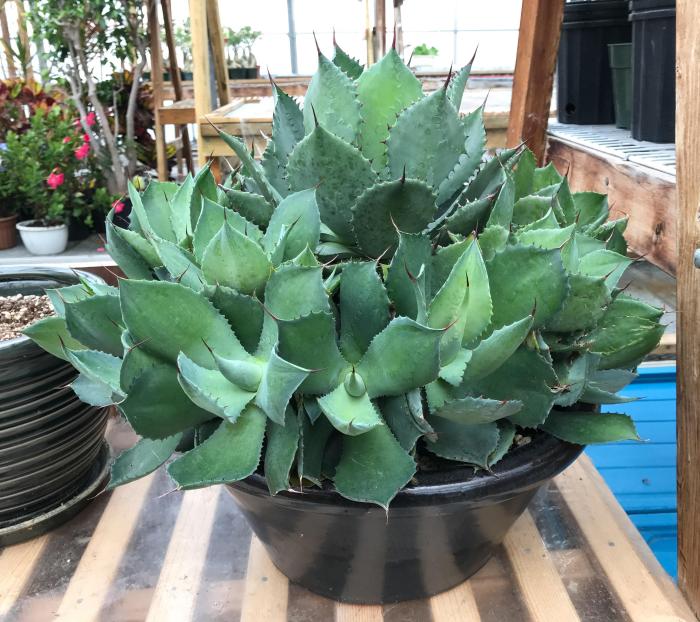 Agave im wohnzimmer überwintern